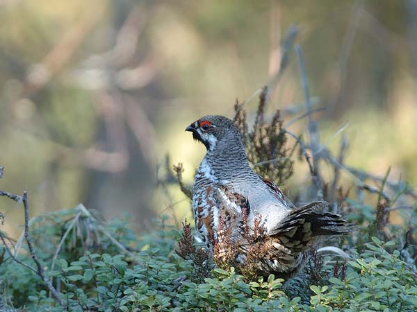 Pyy, Hazel Grouse, Tetrastes bonasia
